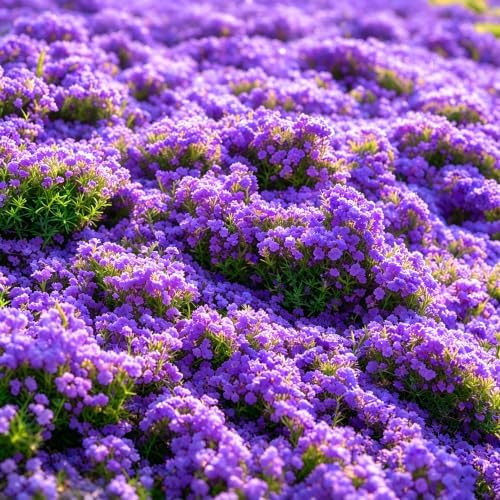 20000+Creeping Thyme Seeds for Planting Outdoor-Heirloom Thymus Serpyllum Ground Cover Plants Plant in Your Home Garden - Image 2