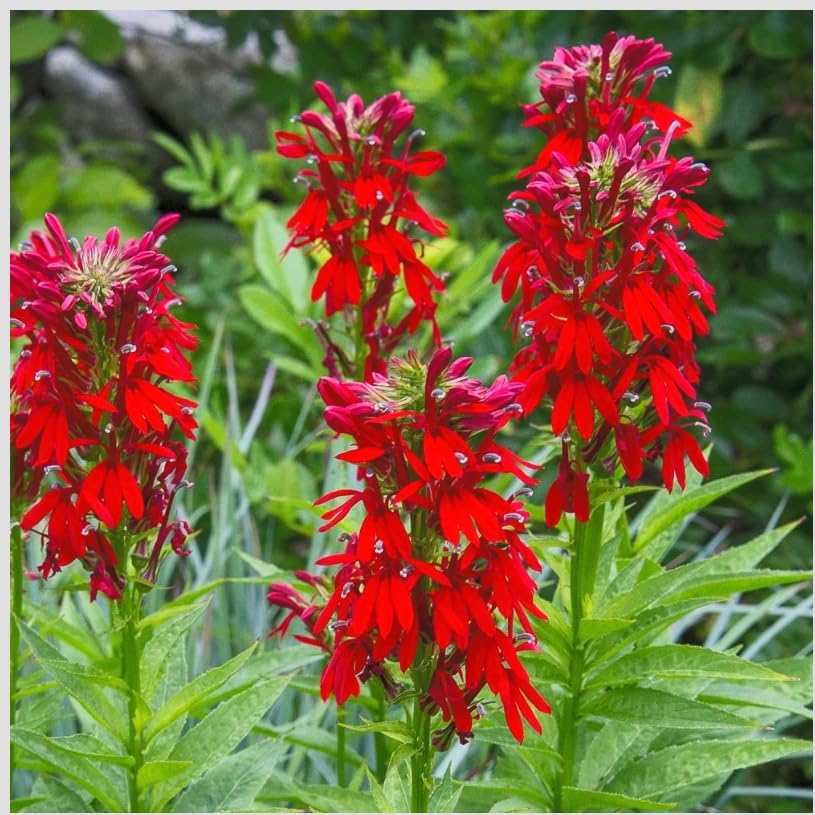 Red Cardinal Flower - Live Plant - Lobelia cardinalis - Vibrant Red Blooms, Attracts Hummingbirds Perennial, 3 Inch Pot, Traditional Medicinal & Garden Herb, Easy to Grow, Hardy Perennial - Image 4