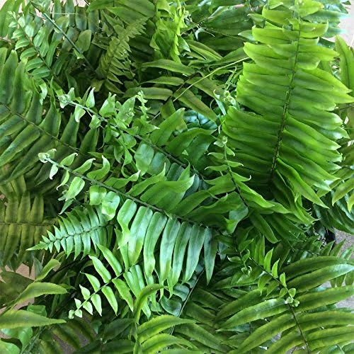 American Plant Exchange Macho Giant Sword Fern Plant – 6-Inch Pot – Live Hardy Air Purifying Fern, Medium Size Indoor/Outdoor Greenery for Home, Patio, or Garden Decor - Image 3
