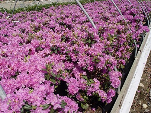 Rhododendron 'Olga Mezitt' (Rhododendron) Evergreen, deep pink flowers, #2 - Size Container - Image 2