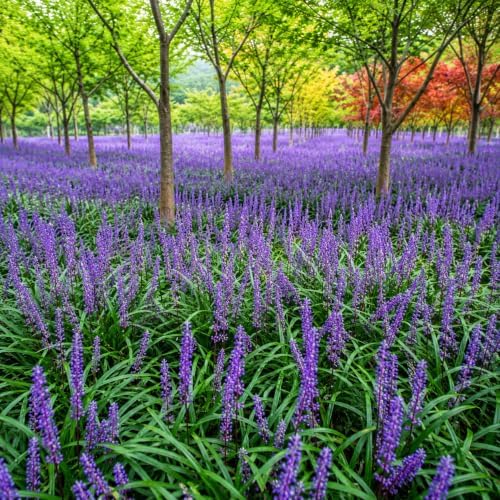 Super Blue Liriope Grass - Live Plant - Gallon Pot - Image 3