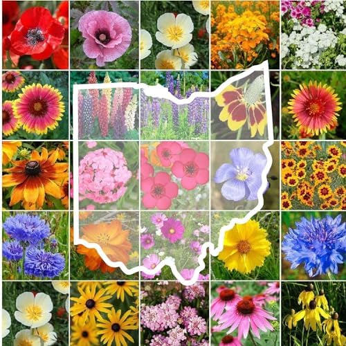 Eden Brothers Ohio Wildflower Mixed Seeds for Planting, 1 lb by EdenBrothers