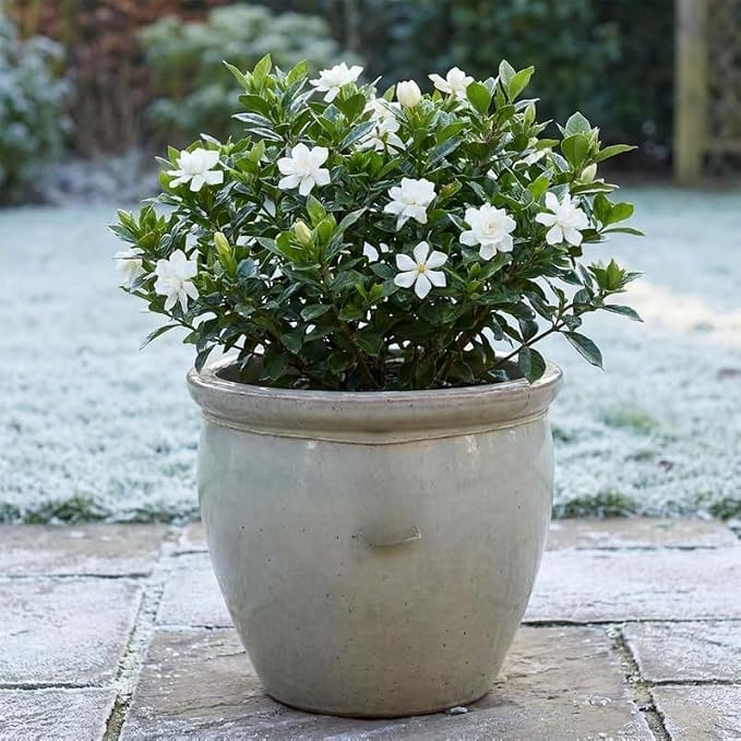 Frostproof Jasmine Vine Live Plant, Patio Container Flower, 4-7 Inches - Image 3