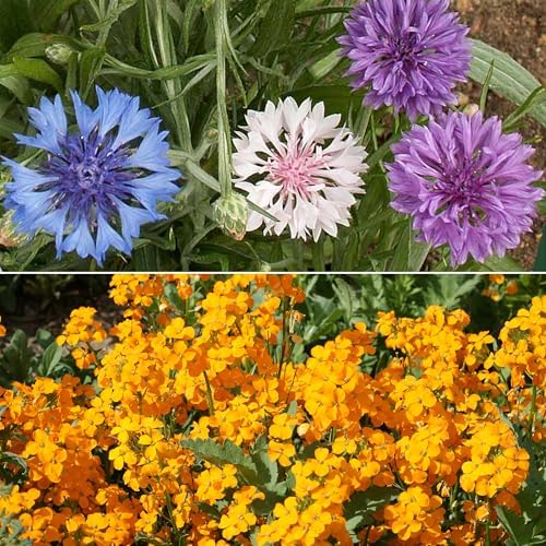 Ferry-Morse Dwarf Rainbow Bulk Wildflower Seeds, 390,000+, 1 lb - Image 3