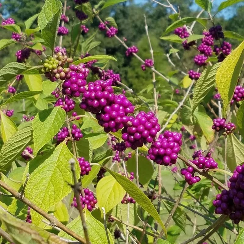 2 American Beautyberry Bush Live Plants, Berry Plant, 5-9 Inch Tall - Image 5