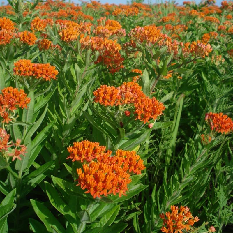2 Orange Butterfly Milkweed Live Plants, 4-9 Inch Tall - Image 6