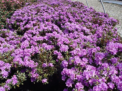 Rhododendron X 'Purple Gem' (Rhododendron) Evergreen, bluish purple flowers, #2 - Size Container - Image 3
