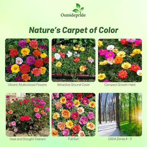 Outsidepride Mixed Moss Rose Seeds - 10000 Pcs Annual, Drought & Heat Tolerant, Pollinator Friendly Ground Cover Seeds for Planting w/Vibrant Blooms & Succulent Foliage, Ideal for Xeriscaping - Image 2