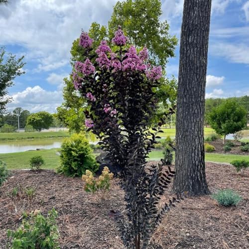 Thunderstruck Lavender Skies Crape Myrtle Live Tree, 1 gal., 12-18 in - Image 2