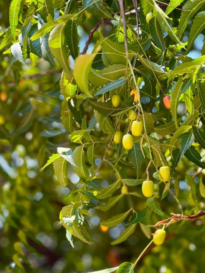 Live Neem Tree Plant 12 to 16 Tall, Tropical Green Neem Tree with White Blooms for Home Garden, Patio and Landscape, No in CA - Image 2