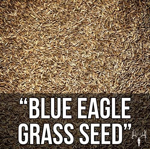 Blue Eagle Kentucky Bluegrass Seed, 25LB Bulk Bag, Uncoated & No Fill, Grow Beautiful & Best Yards, Thicken Lawns & Turf Fields, Growing Dark Green Organic Grass Carpet, Cold Tolerant - Image 3