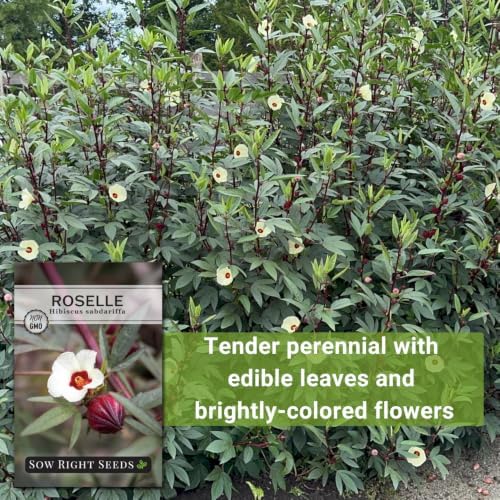 Sow Right Seeds - Roselle Hibiscus Seed for Planting Home Flower Garden - Image 5