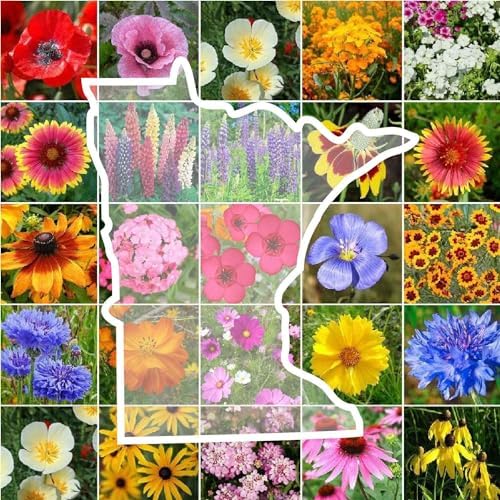 Eden Brothers Minnesota Wildflower Mixed Seeds for Planting, 1/4 lb by EdenBrothers