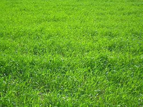 ProTurf Perennial Ryegrass Fine Lawn Seed by Eretz (10lb) - CHOOSE SIZE! Premium Willamette Valley, Oregon Grown Grass Seed - Image 3