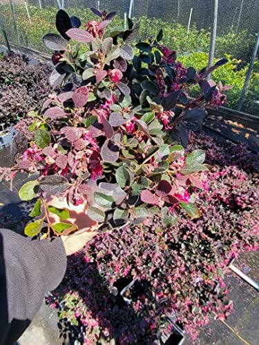 Plum Delight Loropetalum (Chinese Fringe) - Live Plant - (1 QT) - Image 5