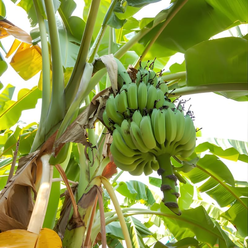 Dwarf Banana Tree, Musa Double Mahoi Banana Plant Live, 1 Starter Plant - Image 4