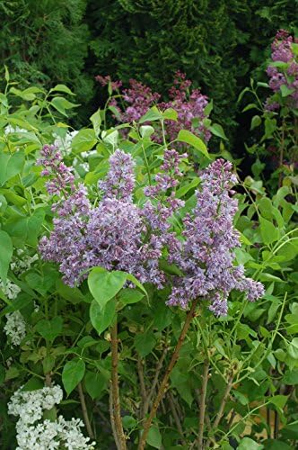 Syringa X hya. 'Royal Purple' (Lilac) Shrub, purple flowers, #3 - Size Container - Image 3