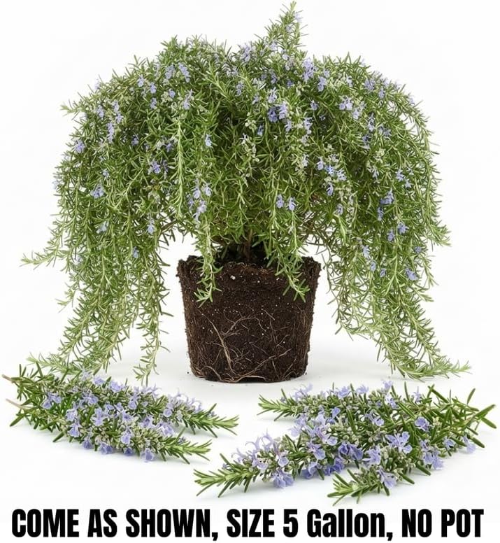 Creeping Rosemary Live Plant, Trailing Herb, 5 Gal Pot-Grown - Image 5
