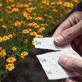 Park Seed Effortless Collection Seed Tape, Golden Guardian Marigold, 15 Ft by ParkSeed