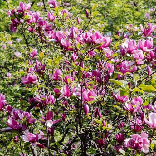 Jane Magnolia Live Plant, Ornamental Tree, 6-12 Inch Tall, 2.5 Inch Pot - Image 5