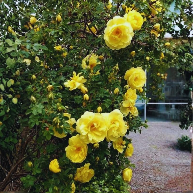 Yellow Climbing Roses Live Plant, Rose Bush Plant, 5-7 Inch Tall - Image 2