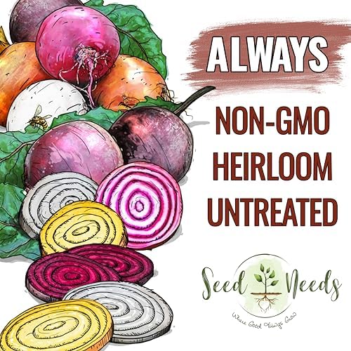 Seed Needs Rainbow Beet Seeds 1,500 Vegetable Seeds Non GMO Bulk Pack - Image 4