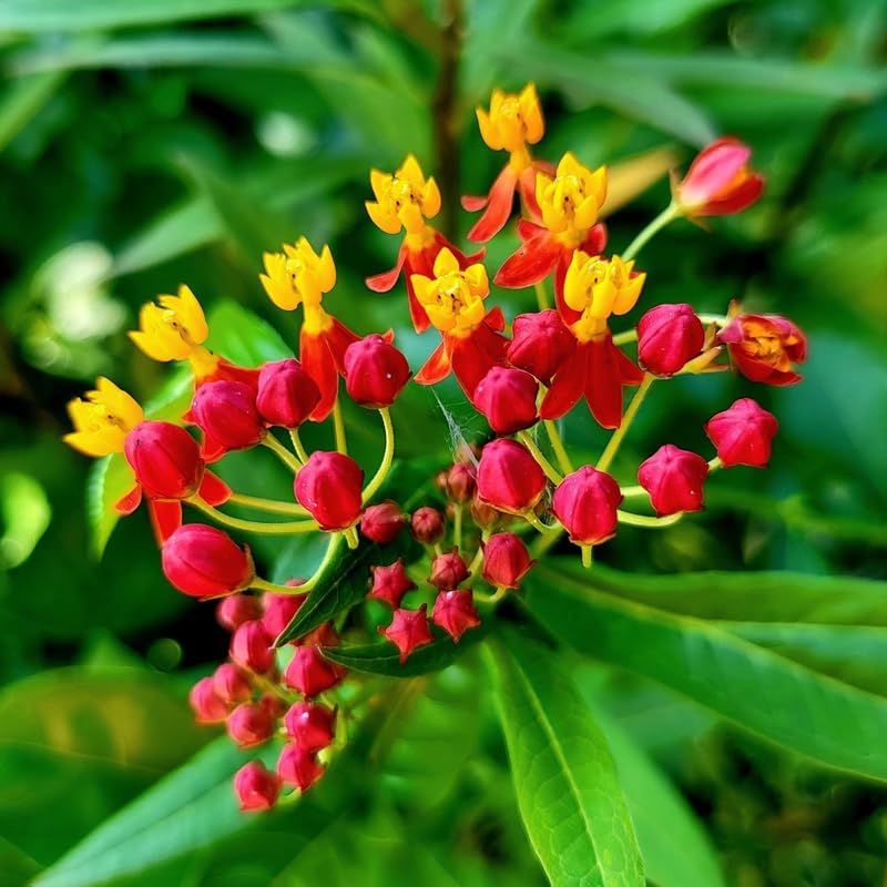2 Tropical Milkweed Live Plants, Perennial Flower Plant, 4-8 Inch Tall by GardenNurserySince1996