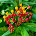 2 Tropical Milkweed Live Plants, Perennial Flower Plant, 4-8 Inch Tall by GardenNurserySince1996
