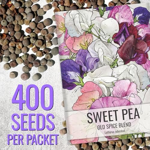 Seed Needs Flower Seeds to Plant Old Spice Sweet Pea - 1 Ounce Bulk Pack - Image 3