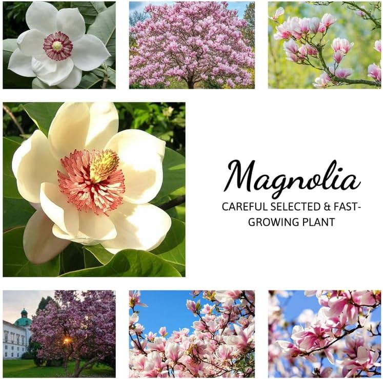 2 Sweetbay Magnolia Trees Live Plants, Cold Hardy Flower Tree, 2.5 Inch Pot - Image 4