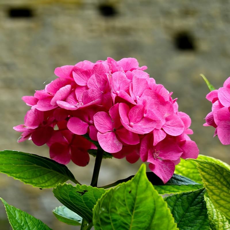 Deep Purple Blue Hydrangea Plant Live, Hardy Shrub, 6-12 Inch Tall - Image 4