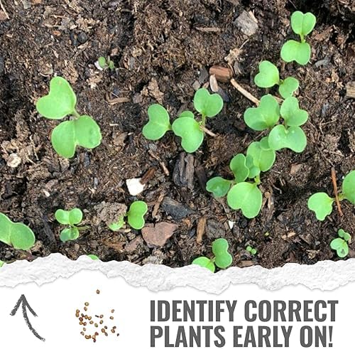 Seed Needs Watercress Seeds to Plant an Herb Garden - 1 Pack - Image 5