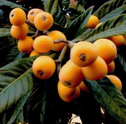 1 Potted Golden Loquat Tree Live Plant Sweet Loquats Plant Yellow Plum Tree White Flowers 5-12 Inch Tall in 4 Inch Pot, No Ship CA - Image 2