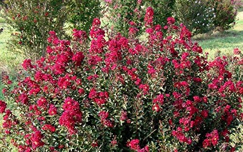 Double Feature® Reblooming Crape Myrtle - Ruby Red Flowering Tree - Live Plant Shipped 1 Foot Tall in Gallon Pot by DAS Farms - Image 2
