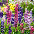 Outsidepride Mixed Russells Lupine Seeds - 1 Lb. Perennial, Self-Sowing, Cold Hardy & Frost Tolerant Wildflower Seeds for Fall Planting, Ideal for Attracting Pollinators & Hummingbirds by Outsidepride