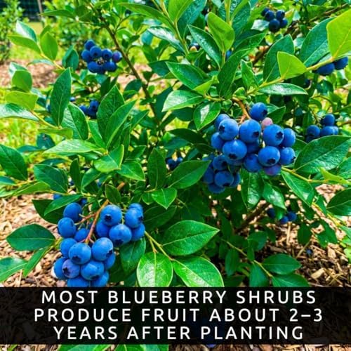2 Bluejay Blueberry Plants Live for Planting, Highberry Blueberry Bushes - Live Plant 1 Year Old, Fruit Tree Live Blueberry Plant - Image 4