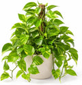 Live Golden Pothos Indoor Plant 4 Inch Pot, Tropical Vine with Variegated Leaves Plant for Indoor, Outdoor Garden by Unknown