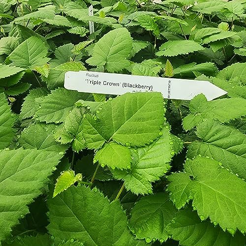 BlackBerry Plants Triple Crown Live for Sale (4 Pack) | Easy to Grow Plants | Edible Fruit Plant for Sustainable Living | Grow Your own Food on Your Edible Organic Garden| Live for Planting| - Image 4