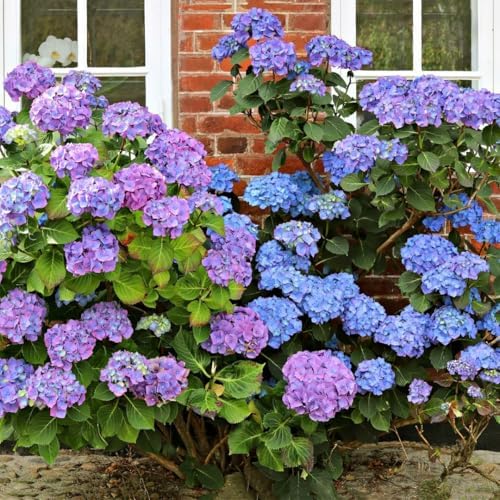 Blue Pink Hydrangea Flower Live Plant, 5-11 Inch Tall - Image 6