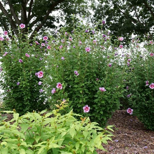 Proven Winners 2 Gal. Purple Pillar Rose of Sharon (Hibiscus) Shrub - Image 5