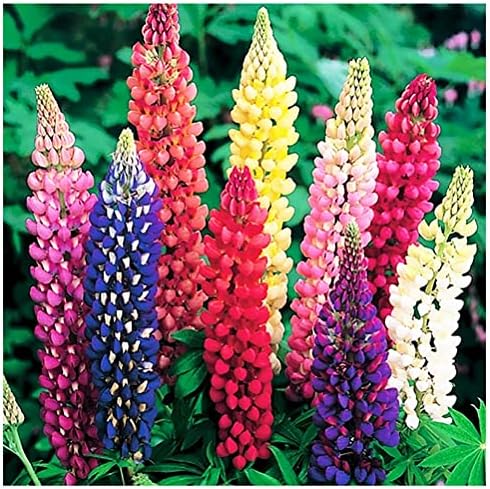 Marde Ross & Company Russell Lupine Seeds, 100 Mixed by MardeRossCompany