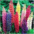 Marde Ross & Company Russell Lupine Seeds, 100 Mixed by MardeRossCompany
