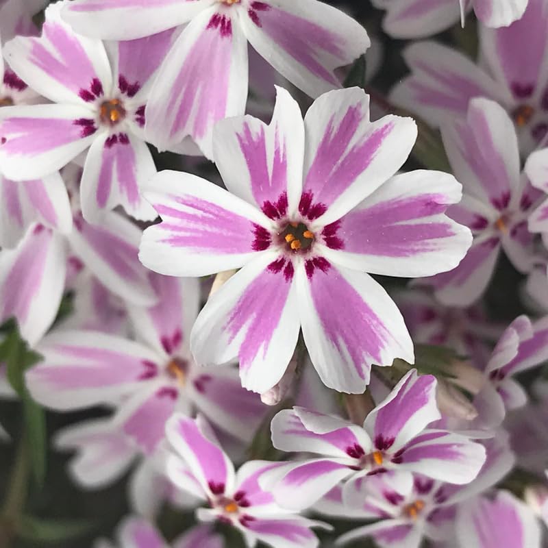 2 White Pink Creeping Phlox Live Plants, Perennial Flowers, 4" Pot - Image 4