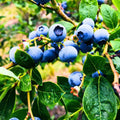 2 Top Hat Blueberry Plants Live, Sweet Berry Shrub by AVERAR