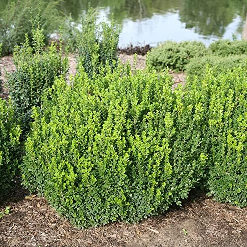 Proven Winners 2 Gallon Sprinter Boxwood - Image 3