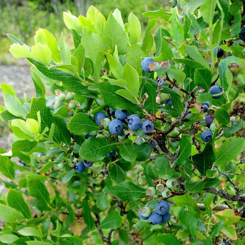Blueberry Plant Reka Live for Sale (4 Pack) | Easy to Grow Plants | Edible Fruit Plant for Sustainable Living | Grow Your own Food on Your Edible Organic Garden| Live for Planting| No Seeds - Image 5
