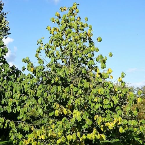 Paw Paw Tree Seedlings, 1 gal, Nursery Pot - Image 4