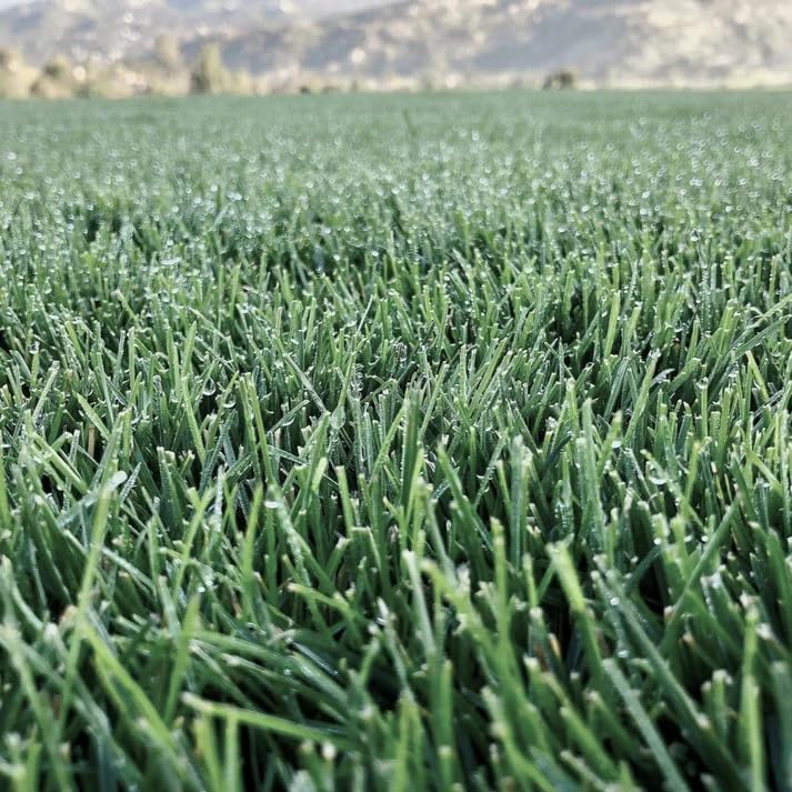 North Star Grass Seed (25 lbs.) | Premium Kentucky Bluegrass & Envy Tall Fescue Blend - Image 3