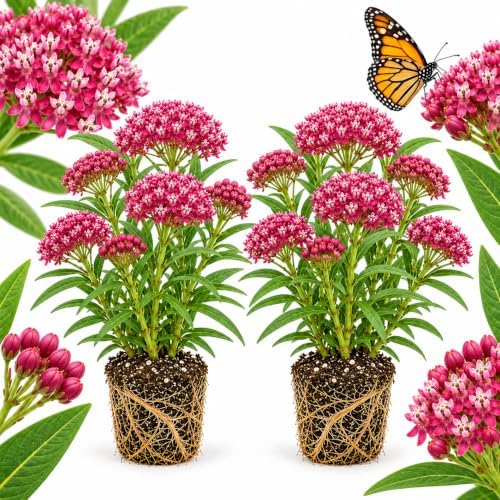 2 Live Milkweed Plant, Pink Swamp Milkweed Live Plant, 4-6 Inch Tall, Flowering Milkweed Plant for Outdoor Gardens, Easy to Grow by GINGERGLOW