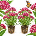 2 Live Milkweed Plant, Pink Swamp Milkweed Live Plant, 4-6 Inch Tall, Flowering Milkweed Plant for Outdoor Gardens, Easy to Grow by GINGERGLOW